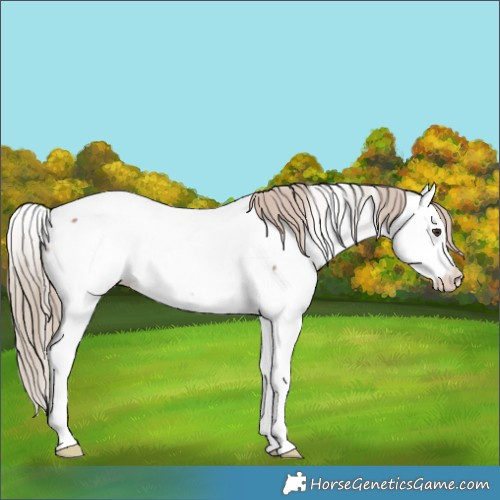 Horse Color:Red Roan Splash Appaloosa Rabicano 