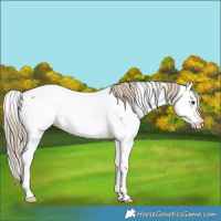 Horse Color:Red Roan Splash Fewspot Rabicano 