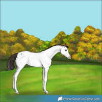Horse Color:Bay Splash Appaloosa Rabicano 