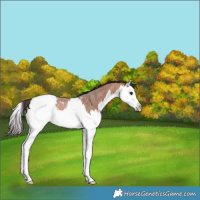 Horse Color:Bay Roan Splash Appaloosa Rabicano 
