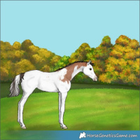 Horse Color:Bay Roan Splash Appaloosa Rabicano 