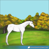 Horse Color:Bay Splash Appaloosa Rabicano 