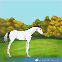 Horse Color:Bay Roan Splash Appaloosa Rabicano