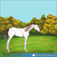Horse Color:Bay Roan Splash Near Fewspot Rabicano 