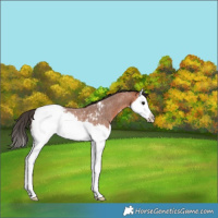 Horse Color:Bay Roan Splash Near Fewspot Rabicano 