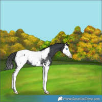 Horse Color:Black Splash Near Fewspot Rabicano 