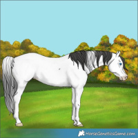 Horse Color:Black Splash Fewspot Rabicano 