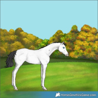 Horse Color:Black Splash Appaloosa Rabicano