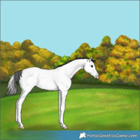 Horse Color:Black Splash Appaloosa Rabicano 