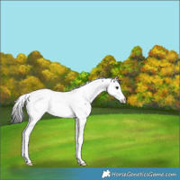 Horse Color:Black Splash Fewspot Rabicano 