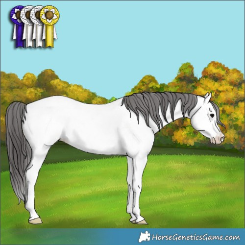 Horse Color:Blue Roan Splash Appaloosa 