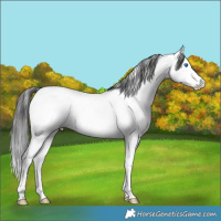 Horse Color:Blue Roan Splash Fewspot 