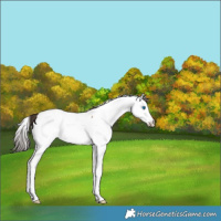 Horse Color:Bay Roan Splash Fewspot 