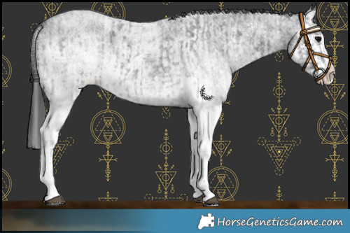 Horse Color:White Spotted Blue Roan Rabicano and White Spotted Blue Roan Splash Rabicano