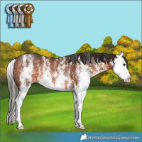 Horse Color:White Spotted Bay Splash Rabicano