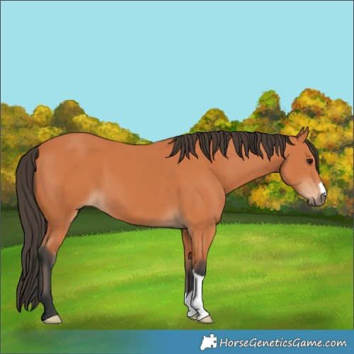 Horse Color:Bay 