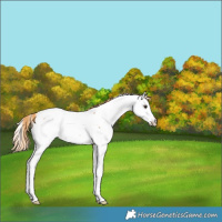 Horse Color:Red Roan Splash Appaloosa