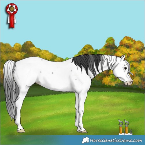 Horse Color:Blue Roan Splash Appaloosa Rabicano