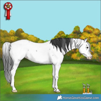 Horse Color:Blue Roan Splash Appaloosa Rabicano 
