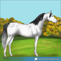 Horse Color:Blue Ice Roan Splash Appaloosa Rabicano 