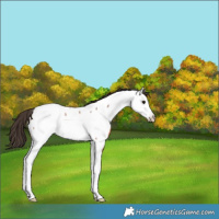 Horse Color:Bay Roan Splash Fewspot 