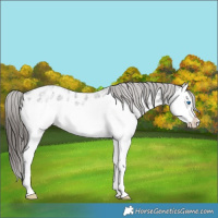 Horse Color:Blue Ice Roan Splash Near Leopard Rabicano 