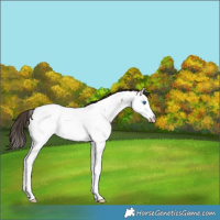 Horse Color:Bay Roan Splash Appaloosa Rabicano 
