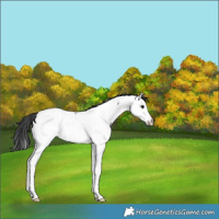Horse Color:Blue Roan Splash Appaloosa Rabicano 