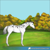 Horse Color:Black Splash Leopard Rabicano 