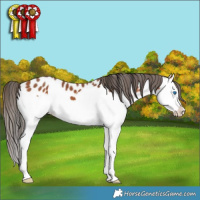 Horse Color:Bay Splash Appaloosa 