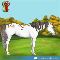 Horse Color:Bay Splash Appaloosa 