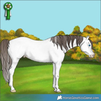 Horse Color:Bay Splash Fewspot 
