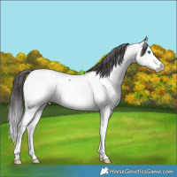 Horse Color:Black Splash Fewspot Rabicano 