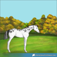 Horse Color:Black Splash Leopard 