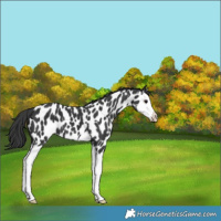 Horse Color:Black Splash Near Leopard 