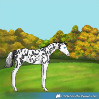 Horse Color:Black Splash Leopard 