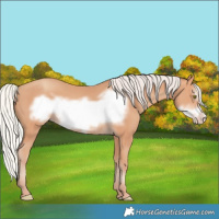 Horse Color:Silver Amber Champagne Frame 