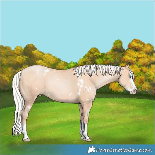 Horse Color:White Spotted Silver Classic Champagne Pearl Splash Rabicano 