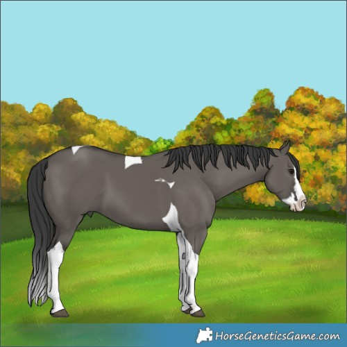 Horse Color:Grullo Splash Tobiano 