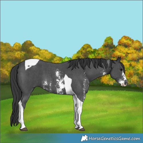 Horse Color:Black Sabino Tobiano 