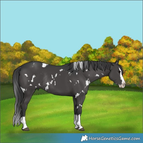 Horse Color:White Spotted Black Splash Rabicano 