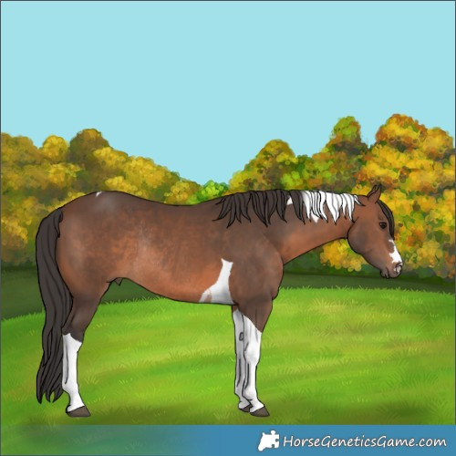 Horse Color:Brown Tobiano Rabicano 