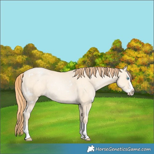 Horse Color:White Spotted Classic Cream Champagne Pearl Splash Rabicano 