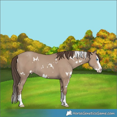 Horse Color:White Spotted Classic Champagne Splash 
