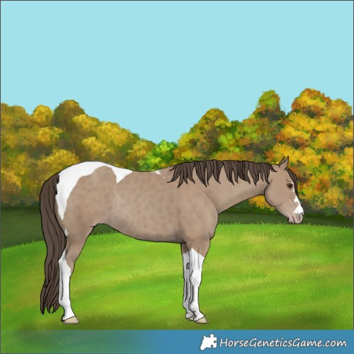 Horse Color:Classic Champagne Tobiano Rabicano 