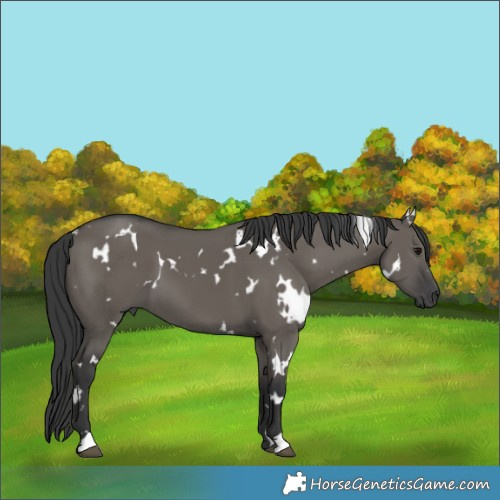 Horse Color:White Spotted Grullo 