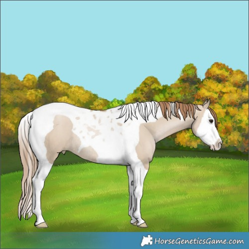 Horse Color:Grullo Pearl Splash Tobiano Rabicano 