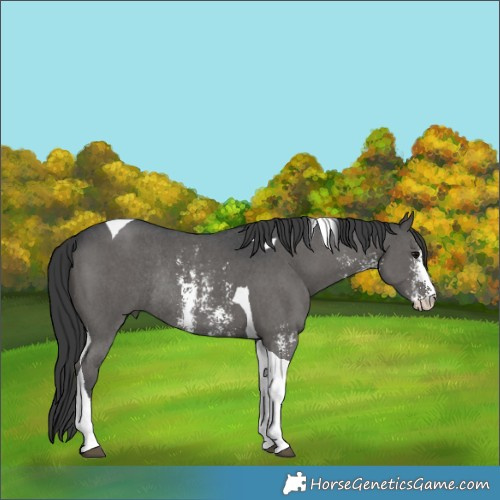 Horse Color:Black Sabino Tobiano Rabicano 