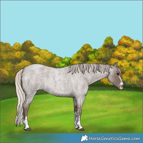 Horse Color:Silver Blue Roan Sabino Rabicano 