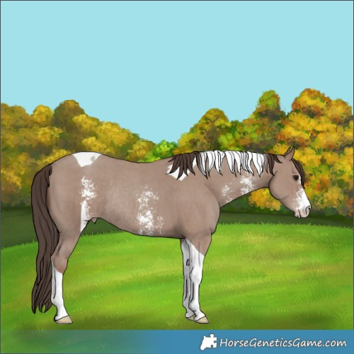 Horse Color:Classic Champagne Sabino Tobiano Rabicano 